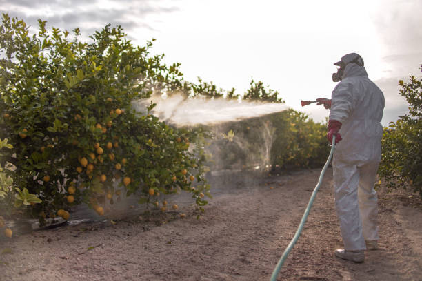 Best Pest Control Near Me  in Burbank, CA